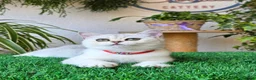 Británico de Pelo Corto gatos en venta: Gatitos british shorthair  - Anuncio 3