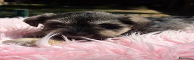 Schnauzer Miniatura Cachorro 5