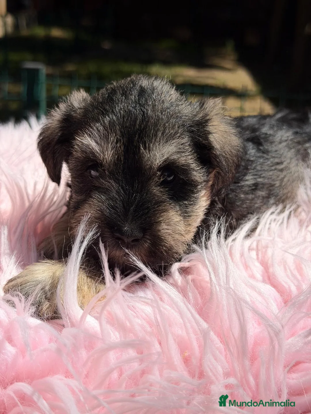 Schnauzer Miniatura perros en venta: SCHNAUZER MINIATURA SAL Y PIMIENTA  - Anuncio 5