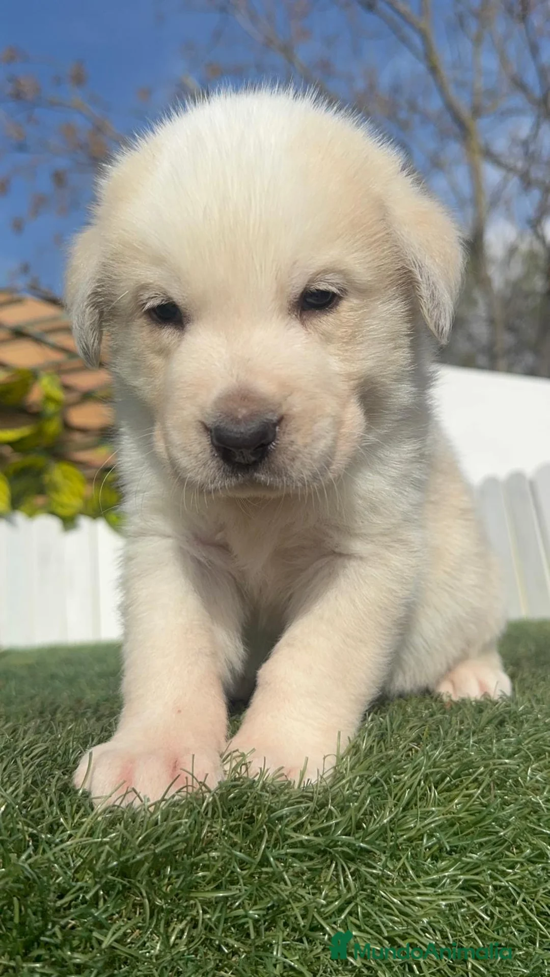 Mastín Español perros en venta: MASTIN ESPAÑOL - Anuncio 24