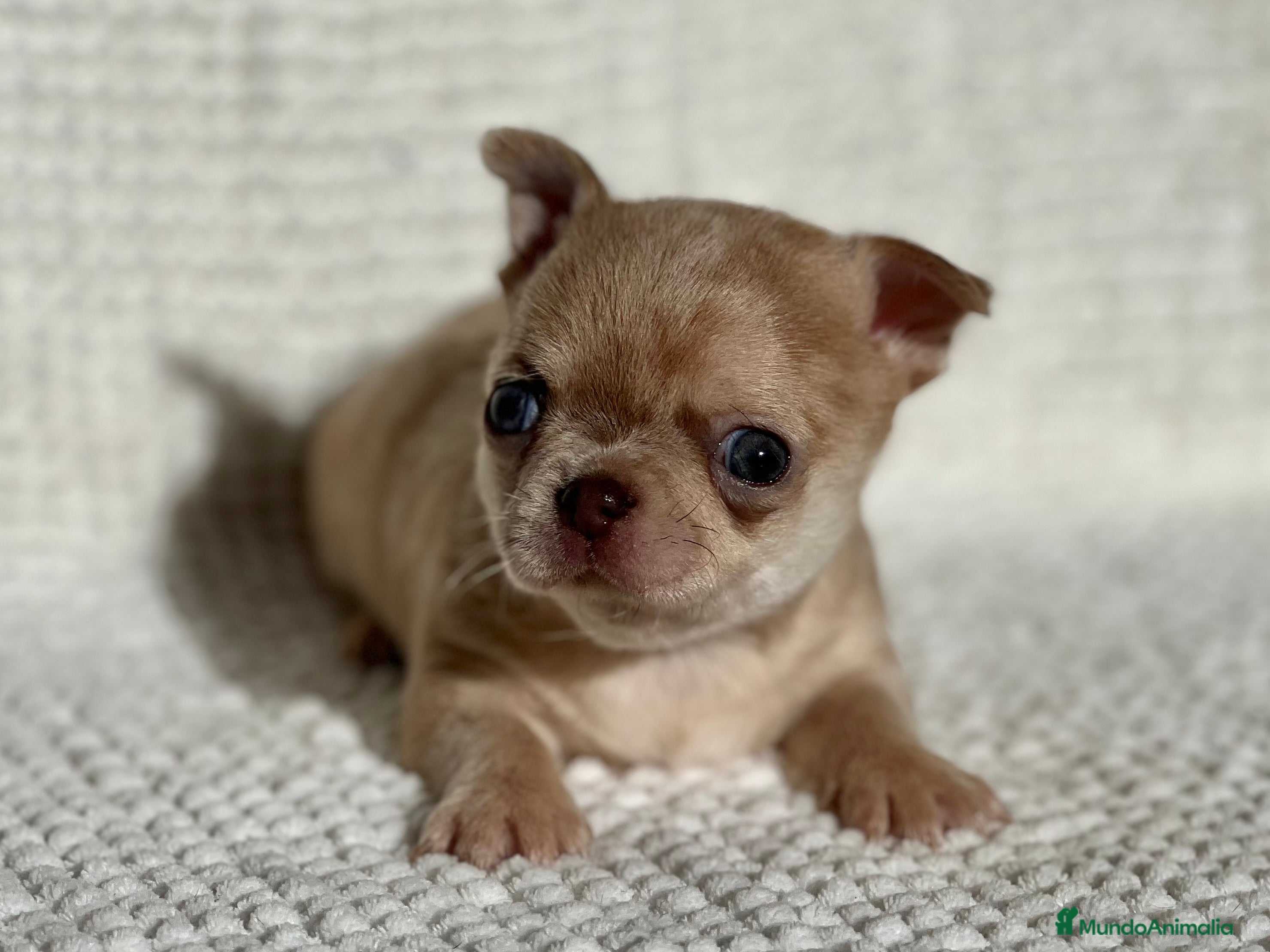 Chihuahua perros CHIHUAHUA CABEZA DE MANZANA LÍNEA RUSA - Anuncio 5