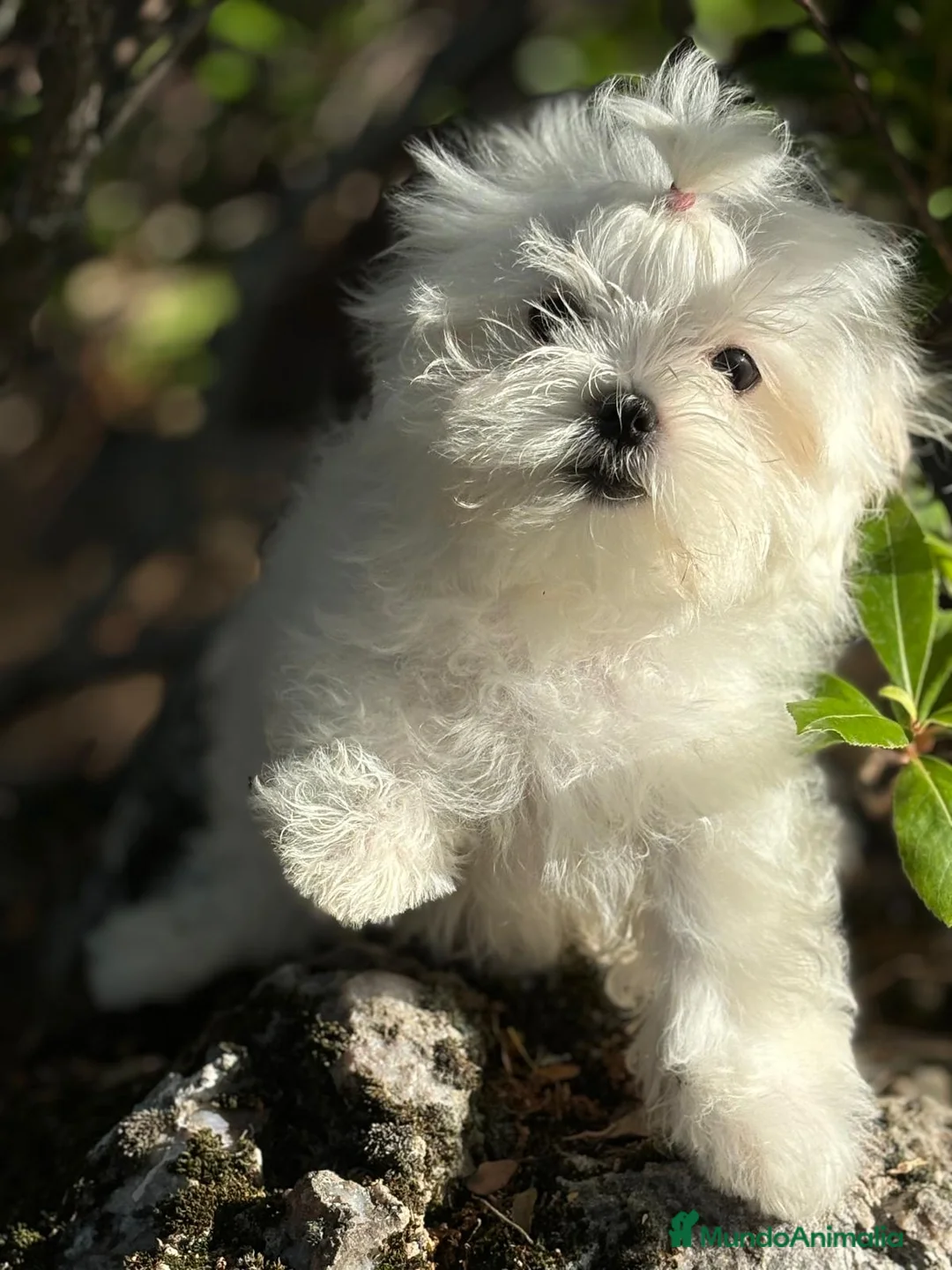 Bichón Maltés perros en venta: Bichon Maltés  - Anuncio 2
