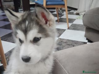 Alaskan Malamute perros Alaskan malamute - Anuncio 34