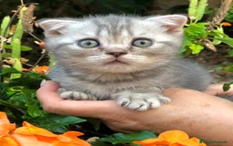 Británico de Pelo Corto gatos en venta: Gatitos British Pelo Corto - Imagen 1