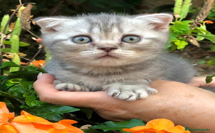 Británico de Pelo Corto gatos - Anuncio 1
