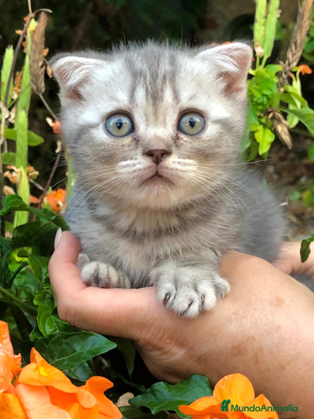 Británico de Pelo Corto gatos en venta: Gatitos British Pelo Corto - Imagen 1