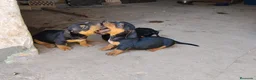 Teckel perros en venta: Teckel Arlequínes y Negros fuego - Anuncio 8