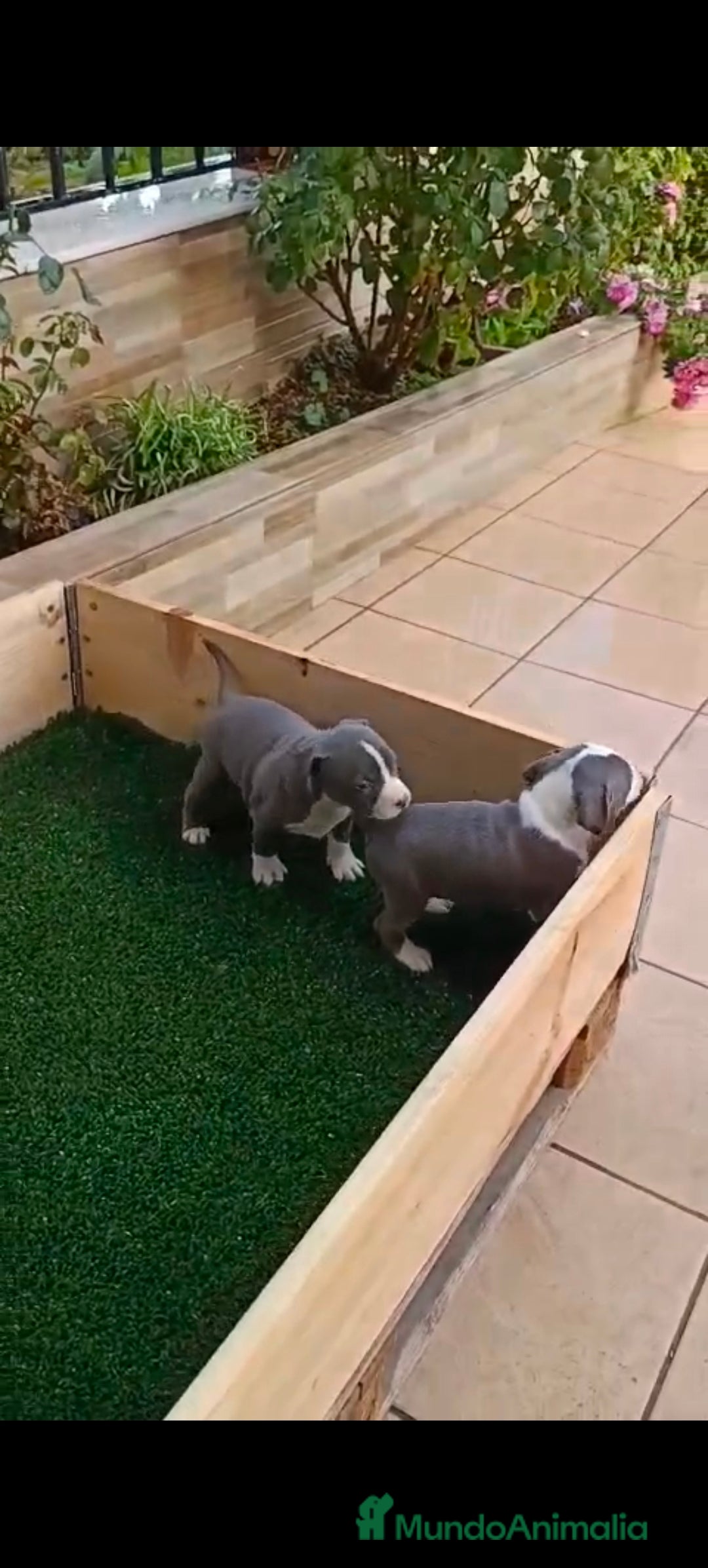 American Staffordshire-Terrier perros en venta: American estanford  - Anuncio 4