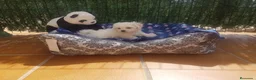 Bichón Maltés perros en venta: Bichón maltés - Anuncio 9