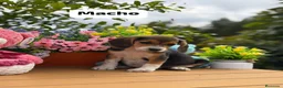 Beagle perros en venta: Parejita de beagle. Real - Anuncio 4