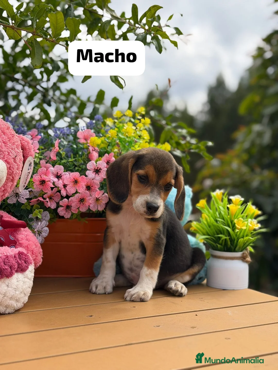 Beagle perros en venta: Parejita de beagle. Real - Anuncio 4