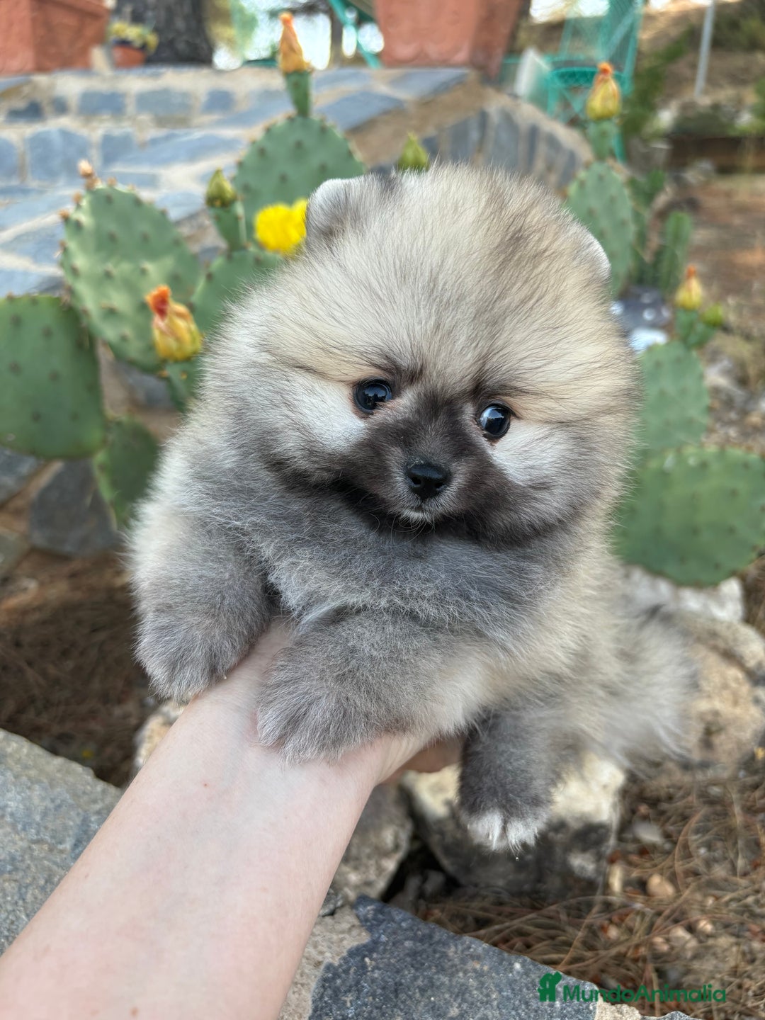 Pomerania perros en venta: Pomerania excelentes lineas  - Imagen 8