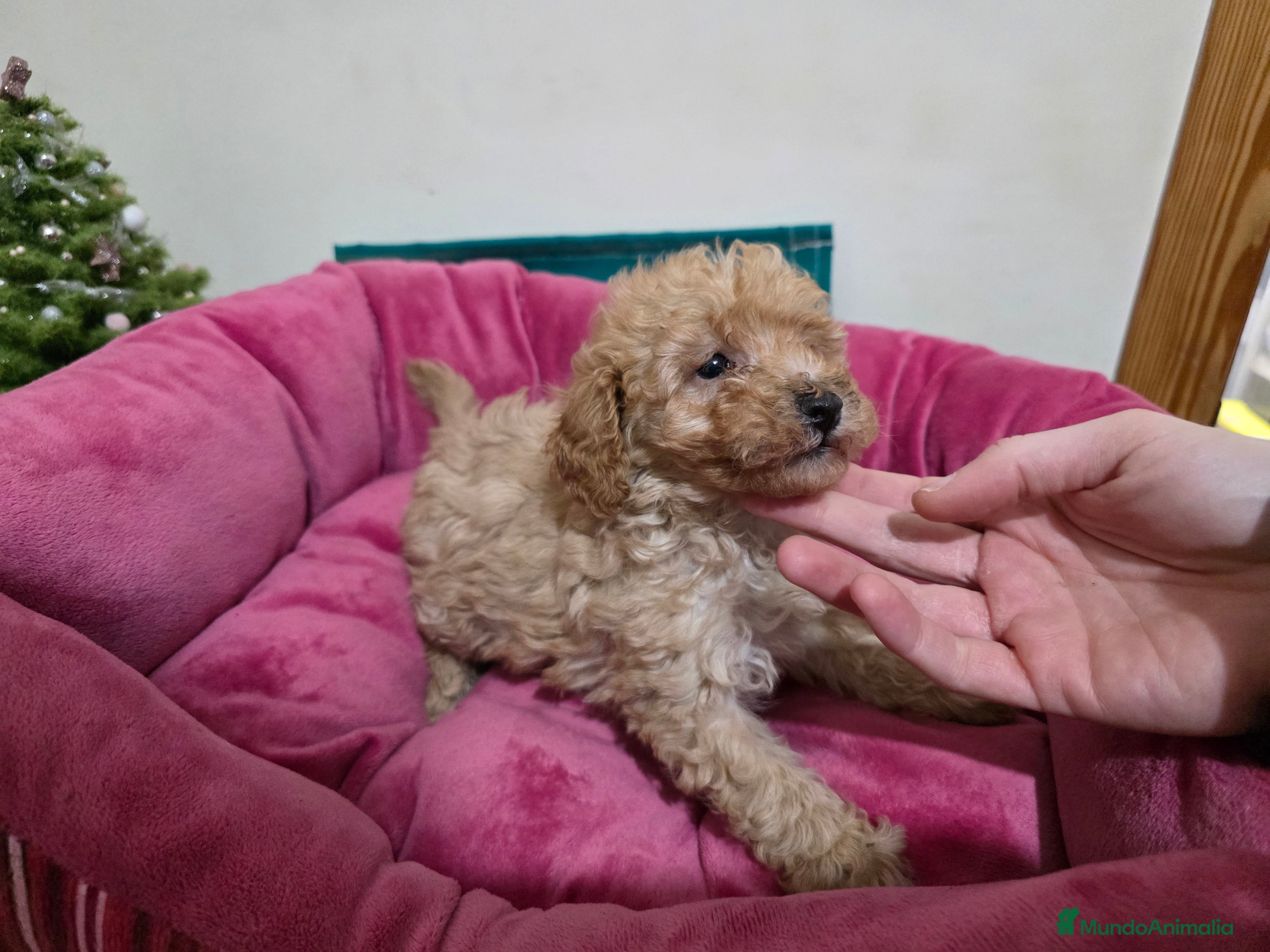 Caniche Toy perros Cachorrita Caniche toy hembra apricot - Anuncio 2