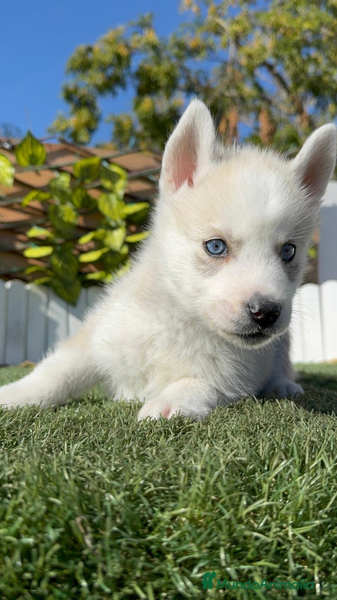 Husky Siberiano perros en venta: HUSKY SIBERIANO - Anuncio 15