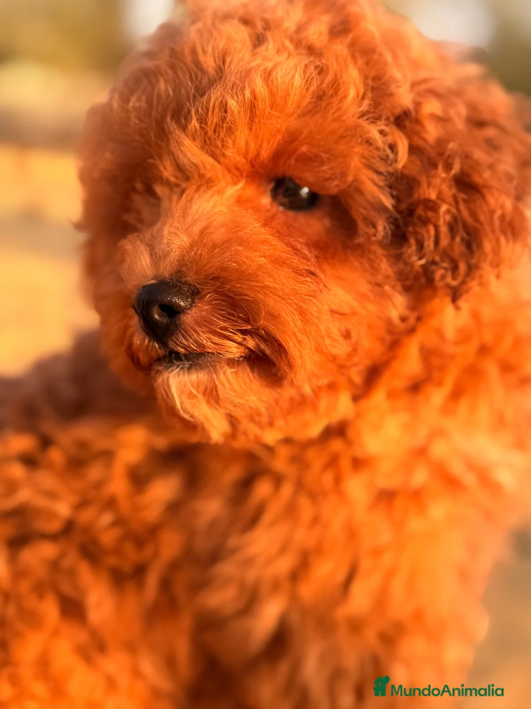 Caniche Toy perros en venta: Caniche Rojo  - Anuncio 2