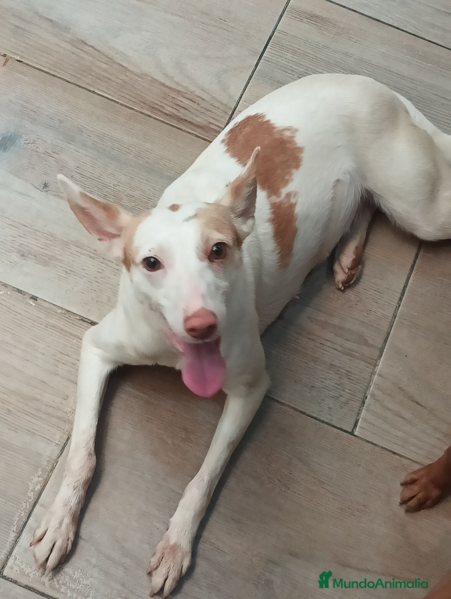 Podenco Andaluz perros Podenca andaluza - Anuncio 1