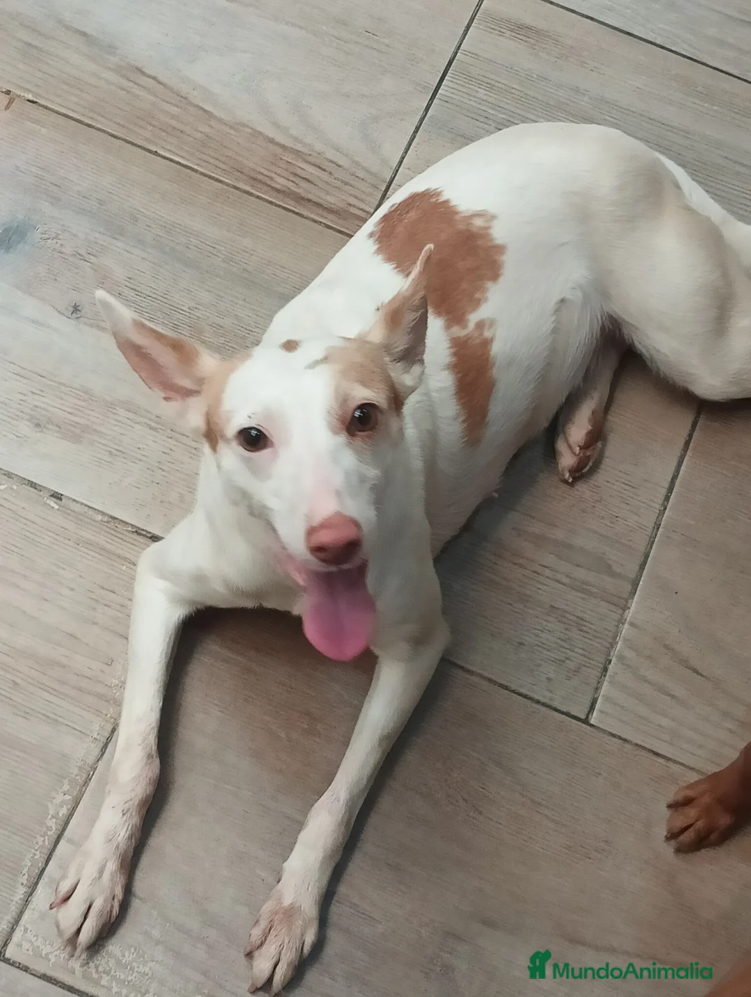 Podenco Andaluz perros en venta: Podenca andaluza - Anuncio 1