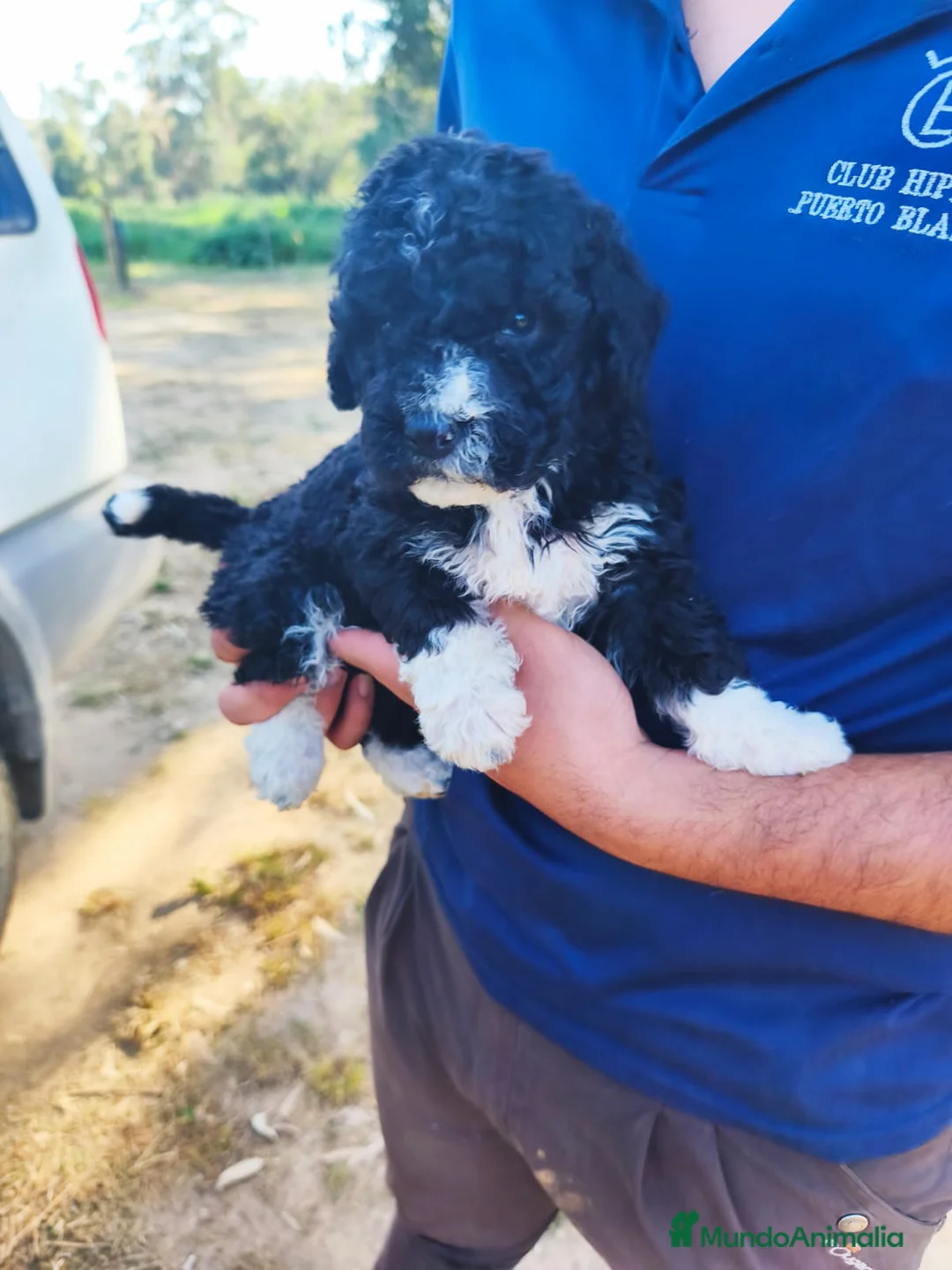 Perro de Agua Español perros en venta: PERRO DE AGUA - Anuncio 5