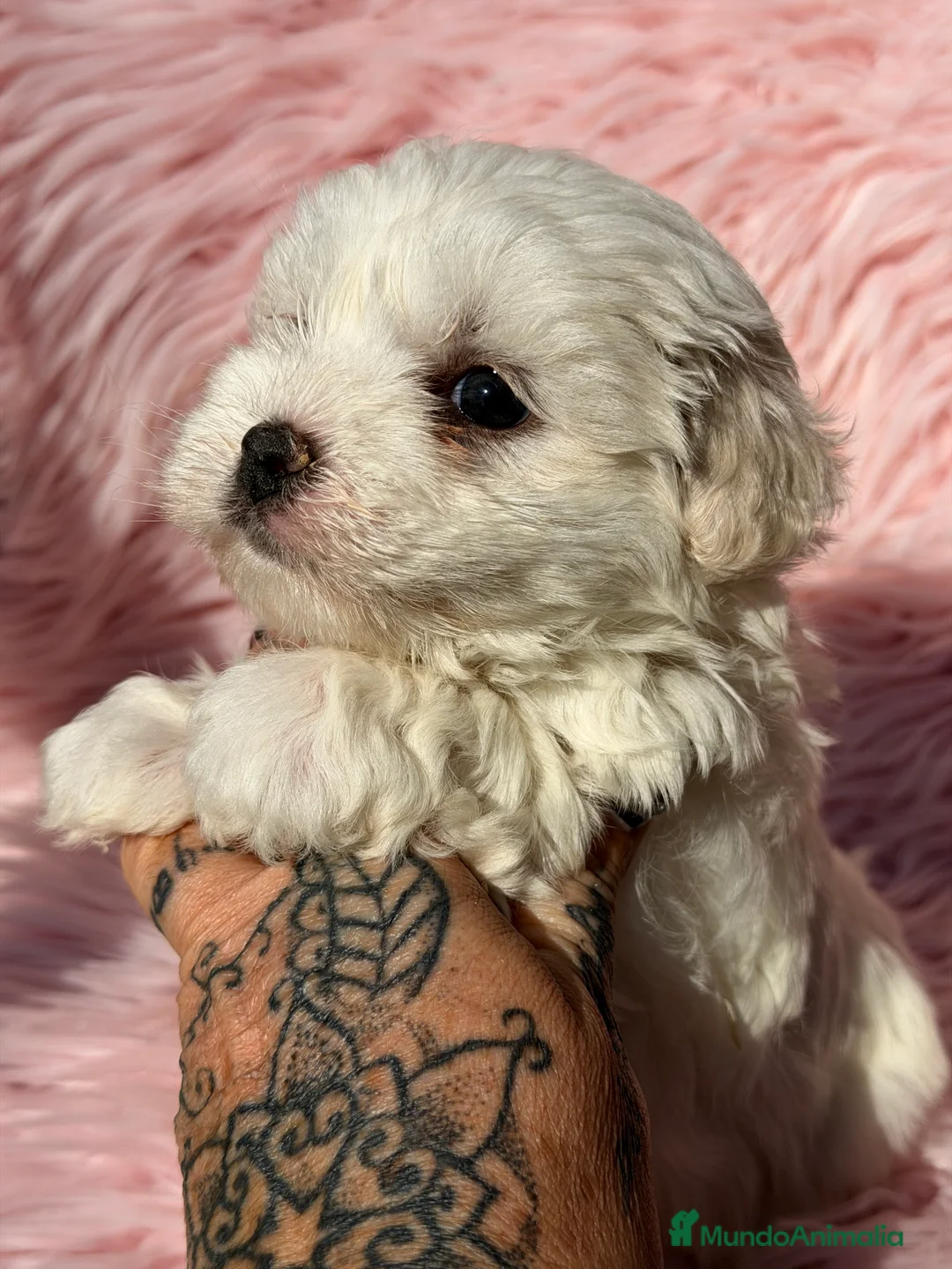 Bichón Maltés perros en venta: Bichon Maltes hembra Toy  - Anuncio 6