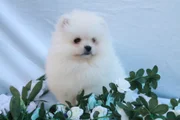 Pomerania Cachorro 5