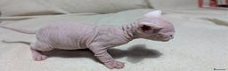 Sphynx gatos en venta: Sphynx negro y blanco - Anuncio 3