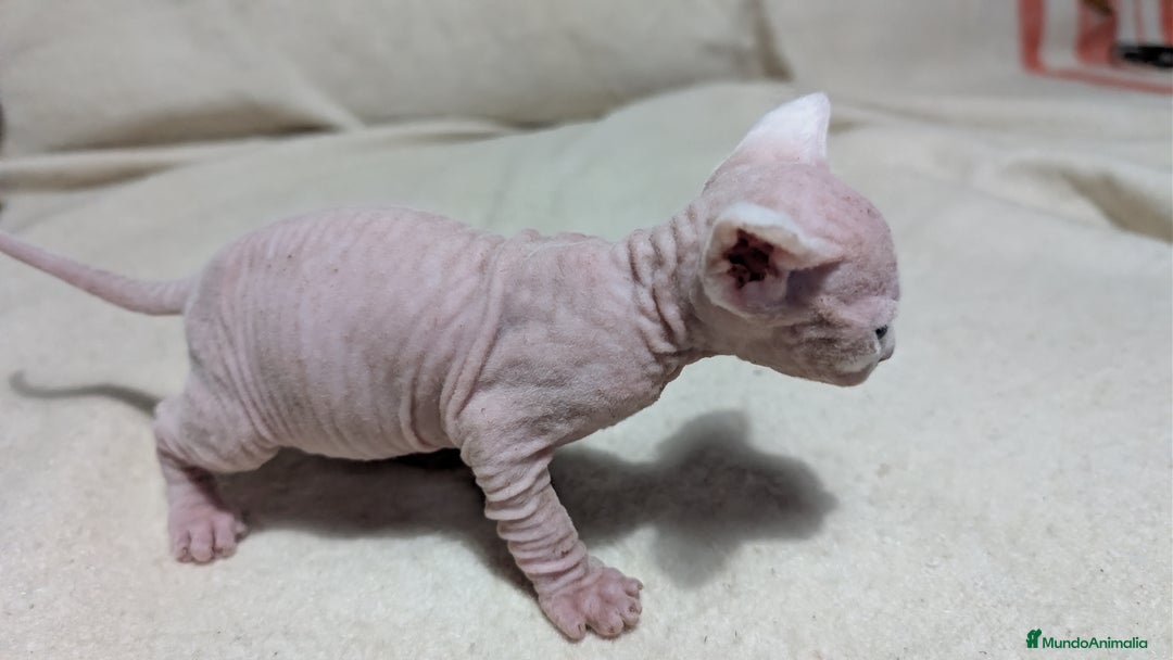 Sphynx gatos en venta: Sphynx negro y blanco - Anuncio 3