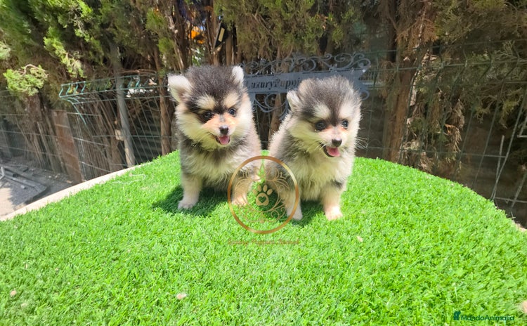 Pomerania perros - Propaganda 3