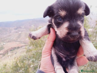 Schnauzer Miniatura perros en Almería - Anuncio 7