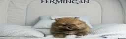 Pomerania perros en venta: CACHORROS DE POMERANIA  - Anuncio 3