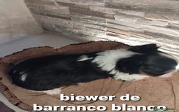 Biewer Yorkshire Terrier a la Pom Pon perros en venta: Biewer macho con pedigree - Imagen 2