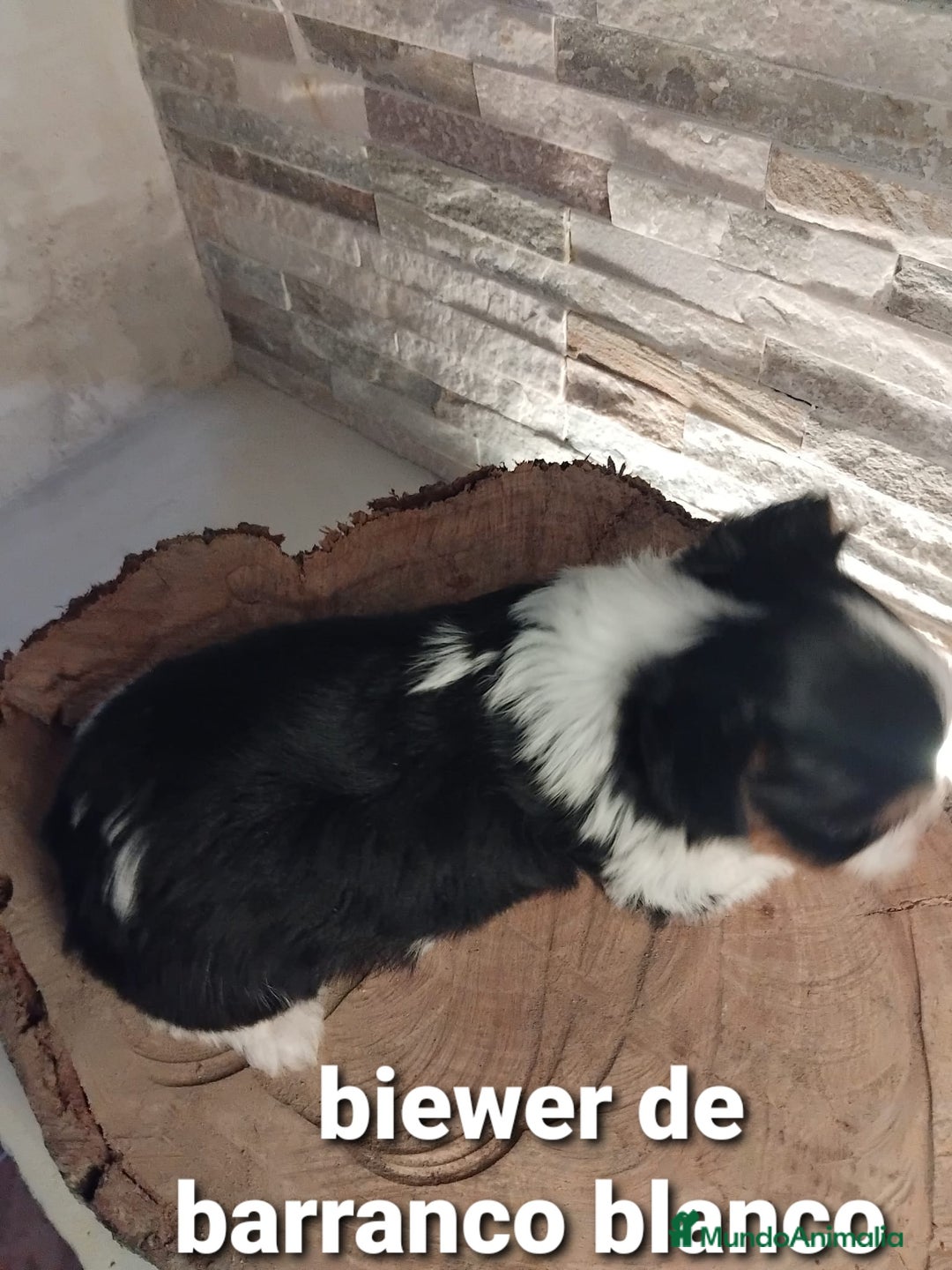 Biewer Yorkshire Terrier a la Pom Pon perros en venta: Biewer macho con pedigree - Imagen 2