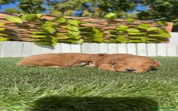 Caniche Toy perros en venta: CANICHE TOY - Imagen 7