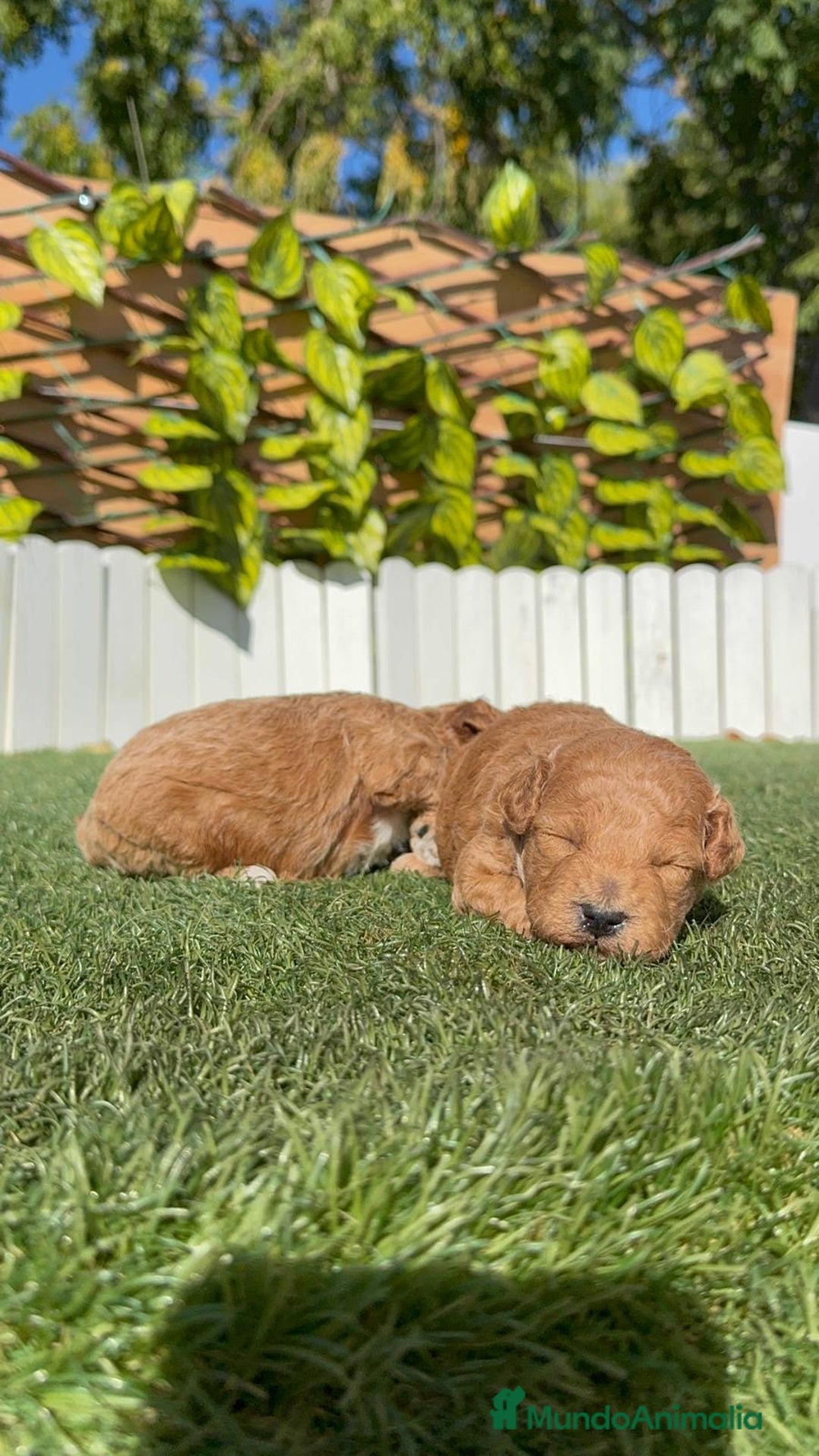 Caniche Toy perros en venta: CANICHE TOY - Imagen 7