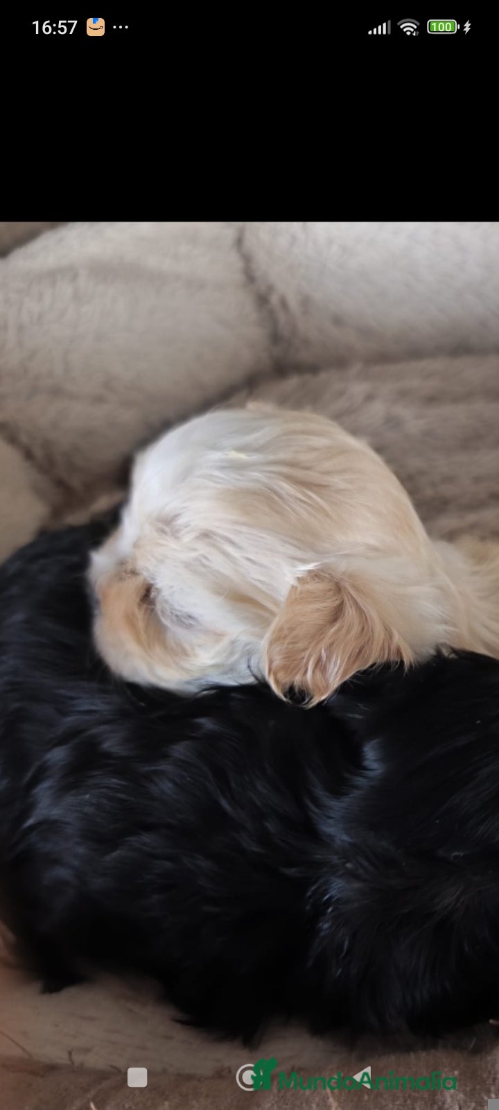 Raza Mixta perros Bichón maltés maltipoo - Anuncio 2