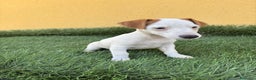 Jack Russell Terrier perros en venta: jack russell hembra de pata corta  - Anuncio 7