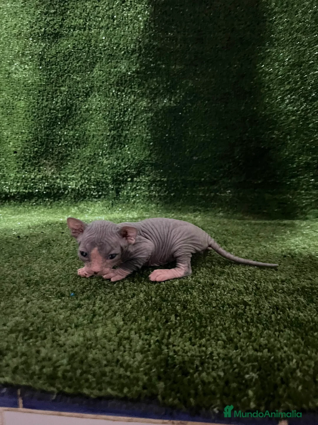 Sphynx gatos en venta: Sphynx  - Anuncio 1