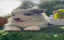 Border Collie perros en venta: BORDER COLLIE HEMBRA MERLE - Imagen 15