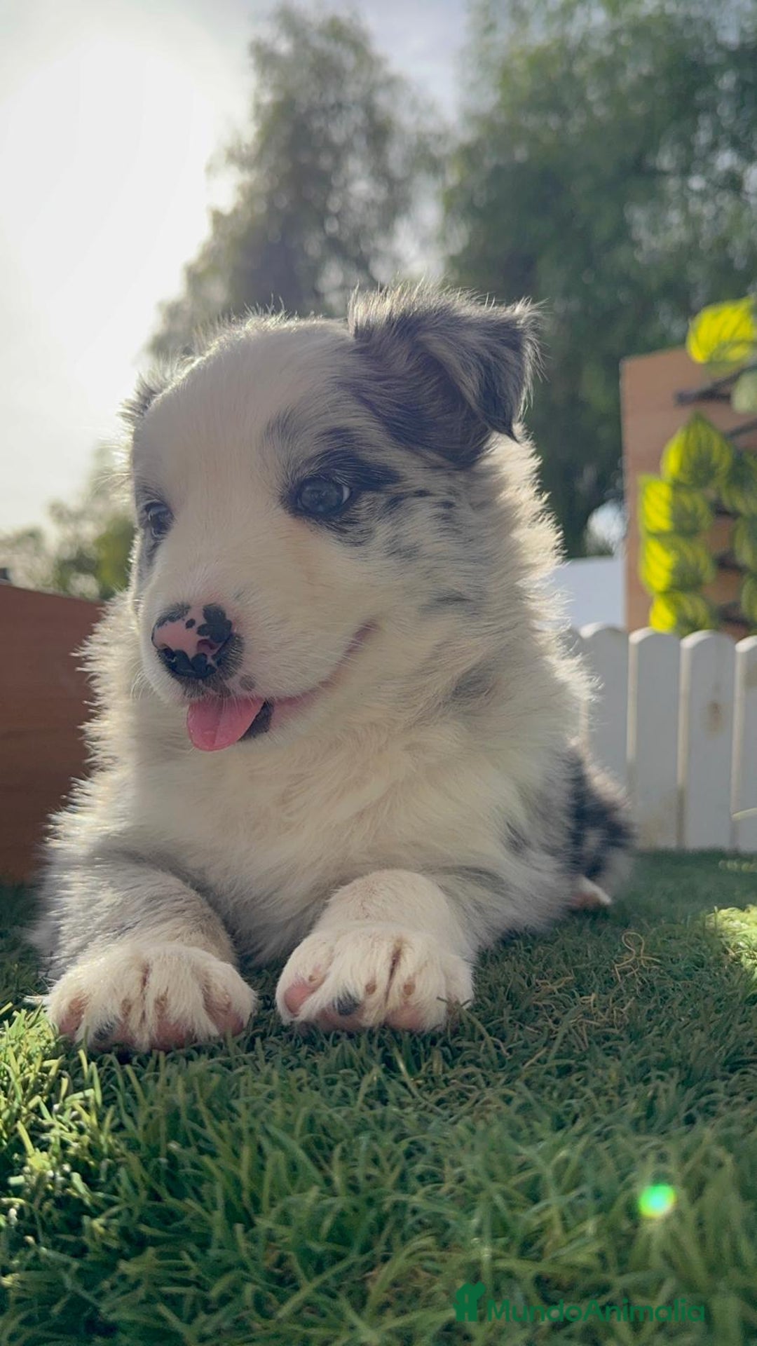 Border Collie perros en venta: BORDER COLLIE HEMBRA MERLE - Imagen 15