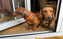 Teckel Miniatura perros en venta: Camada Teckel pelo corto miniatura - Imagen 1