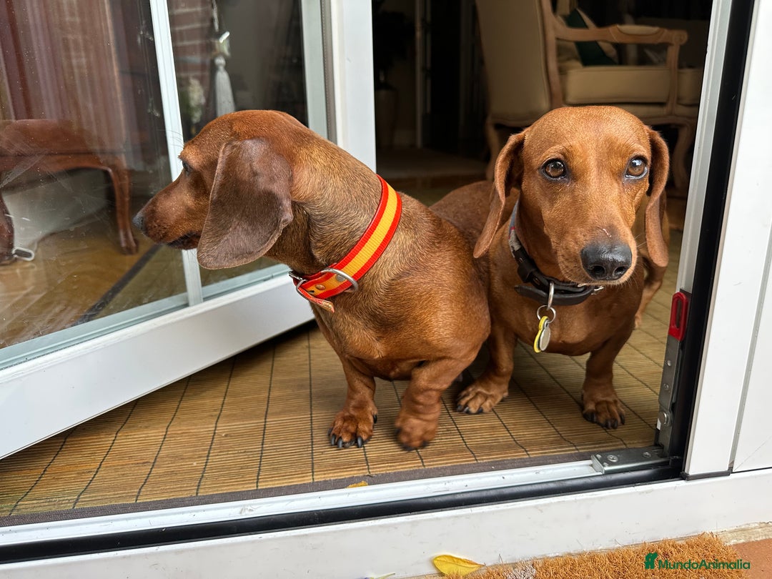 Teckel Miniatura perros en venta: Camada Teckel pelo corto miniatura - Imagen 1