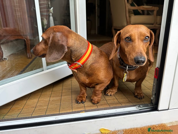 Teckel Miniatura perros - Anuncio 11