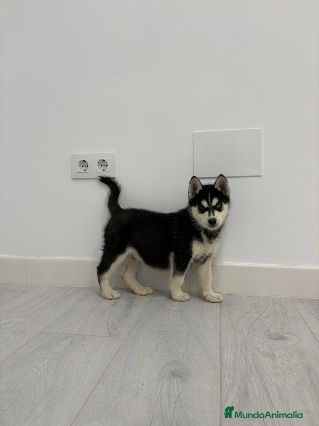 Husky Siberiano perros en venta: Husky siberianos  - Anuncio 11