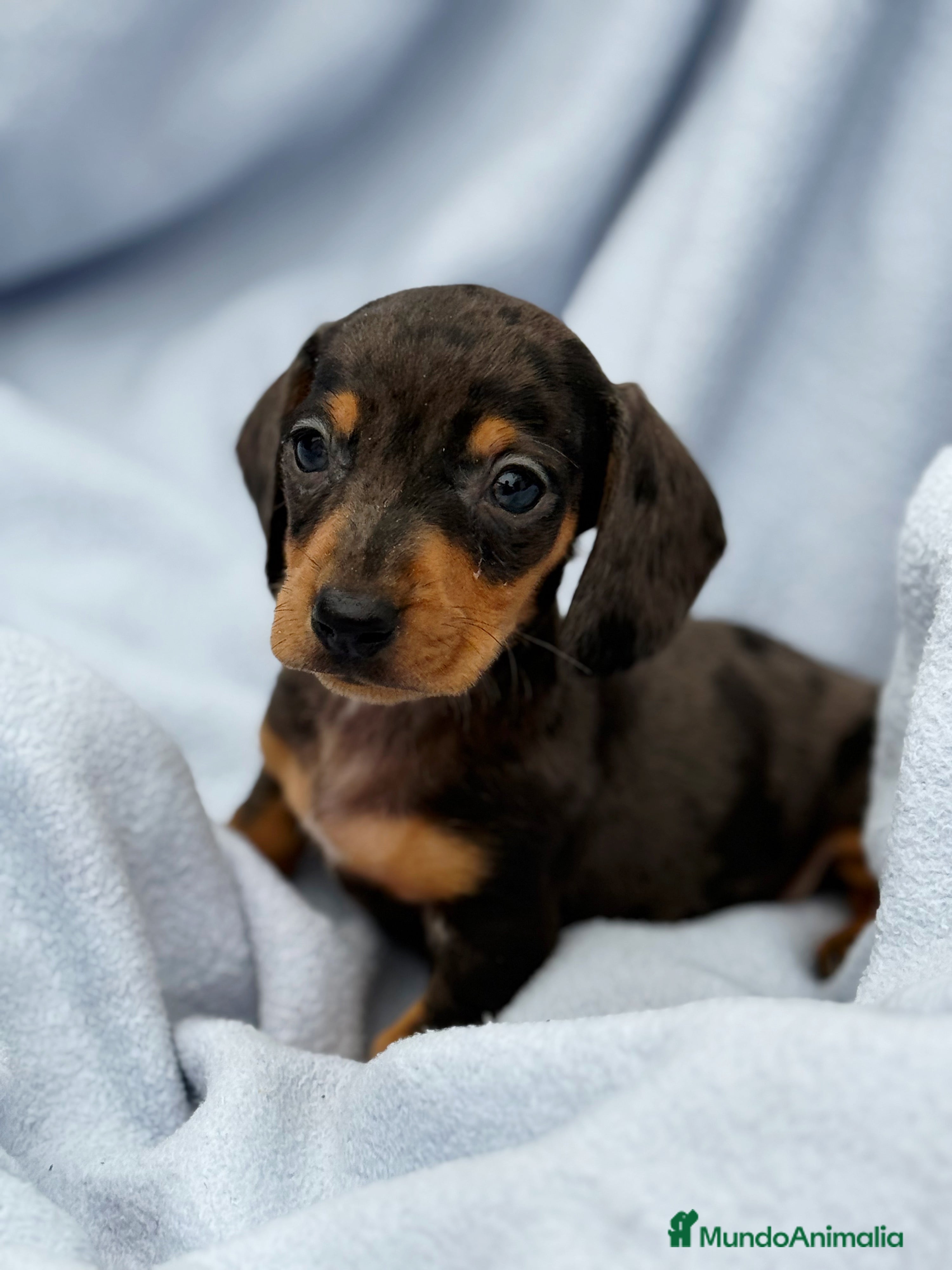 Teckel Miniatura perros Teckel kanichen macho arlequín plata - Anuncio 17
