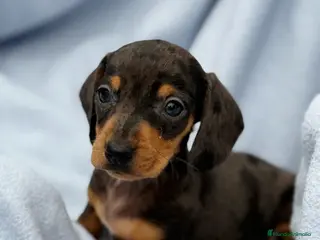 Teckel Miniatura perros Teckel kanichen macho arlequín plata - Anuncio 17