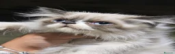 Persa gatos en venta: Persa en Sevilla - Anuncio 2