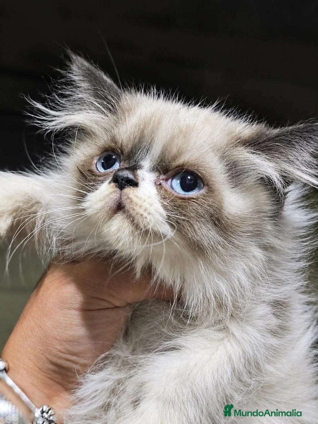 Persa gatos en venta: Persa en Sevilla - Anuncio 2
