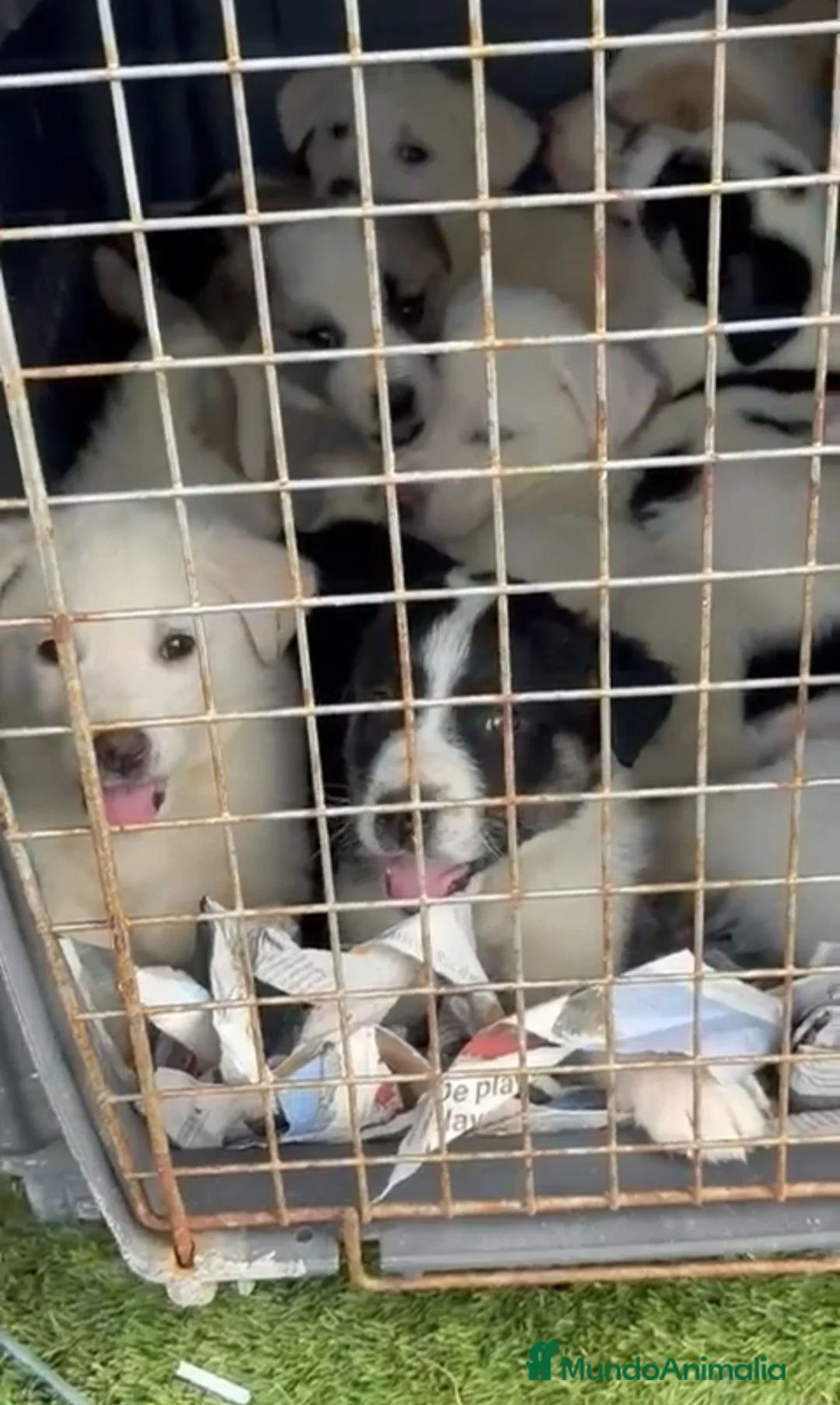 Mastín Español perros en venta: Cachorros de Mastín  - Anuncio 3