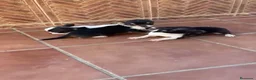 Chihuahua perros en venta: Chihuahuas🐶🐾 - Anuncio 1