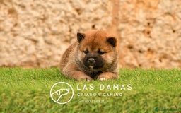 Shiba Inu perros en venta: SHIBA INU DISPONIBLES - Imagen 4