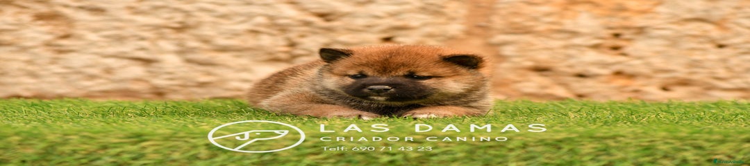 Shiba Inu Hembra 1
